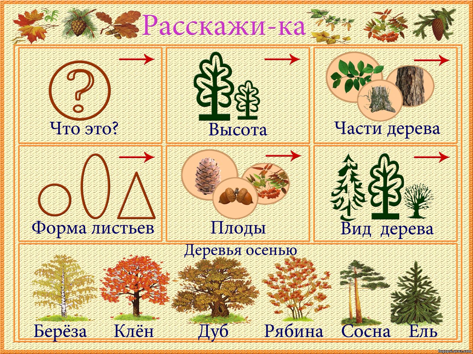 Схема описательного рассказа деревья для детей
